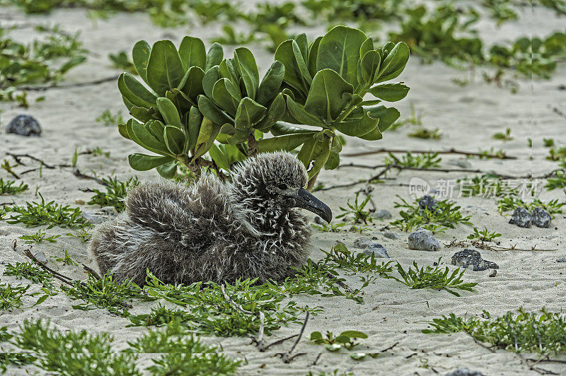 The Laysan Albatross, Phoebastria immutabilis, is a large seabird that ranges across the North Pacific. On Papahānaumokuākea Marine National Monument, Midway Island, Midway Atoll, Hawaiian Islands. Young chick on the nest.